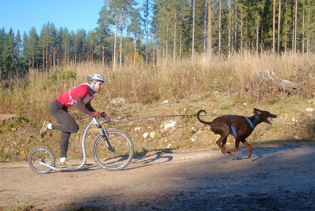 Mushing, modalidad scooter