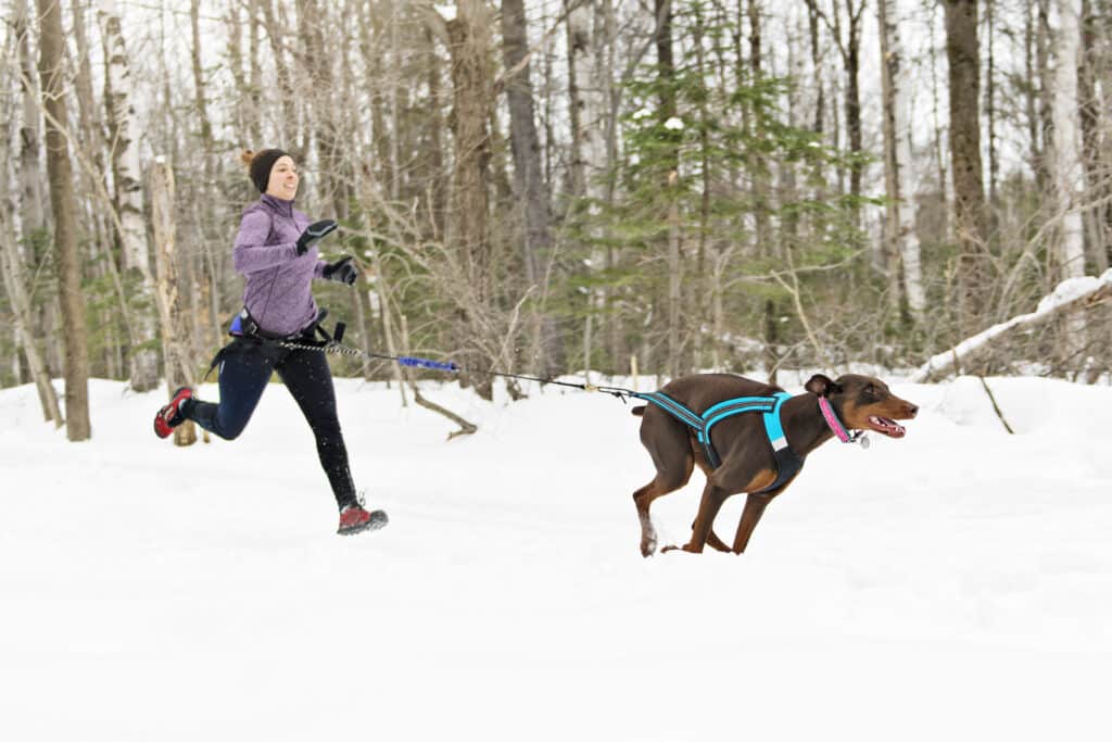 Canicross en nieve