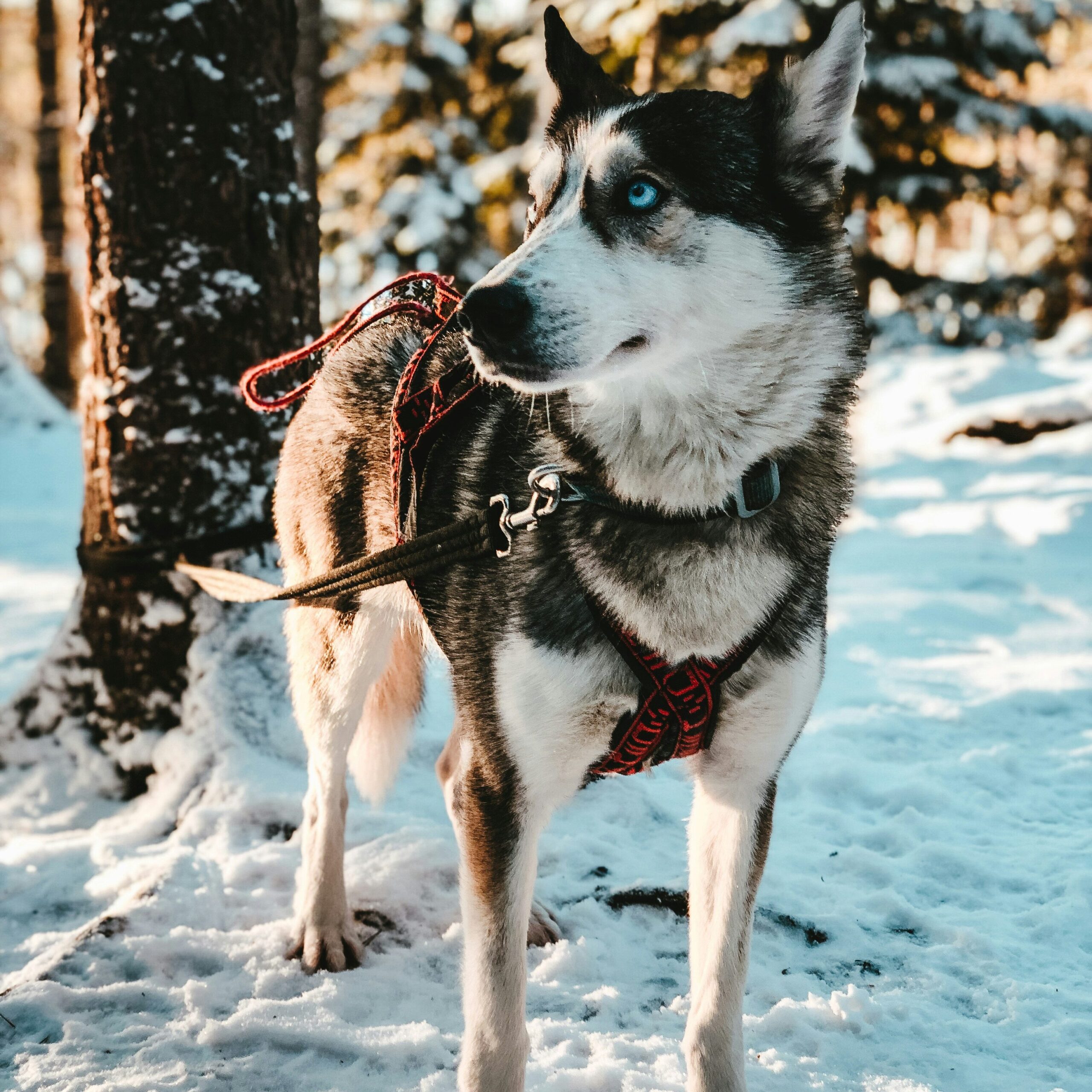 Perro mushing Husky Siberiano