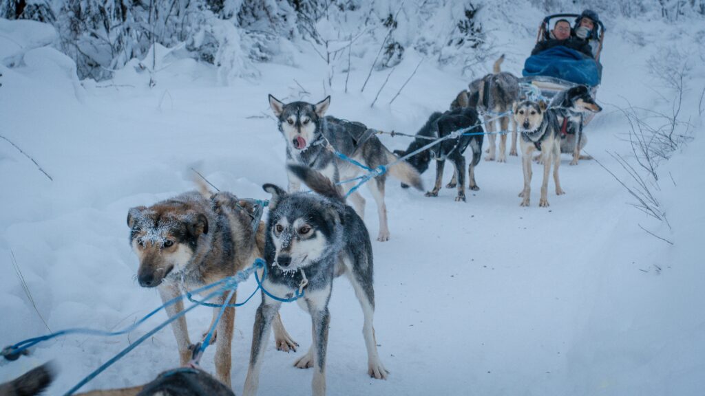 Mushing